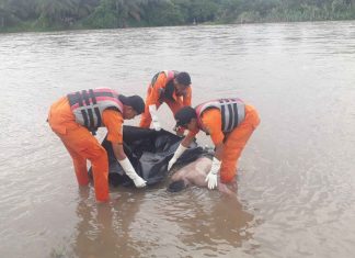 Jenazah Pelajar Tenggelam di Ujungbatu Telah Ditemukan