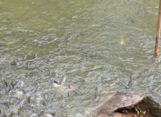 Kalah Pilkades, Kades Rambah Tengah Hulu Fokus Wirausaha