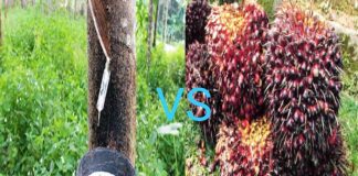 Mendekati Lebaran Harga Sawit Turun, Harga Getah Naik