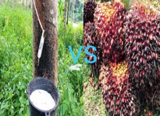 Mendekati Lebaran Harga Sawit Turun, Harga Getah Naik