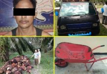 Mapolsek Kepenuhan Amankan Pelaku Sebagai Dalang Pencurian Buah Sawit Foto pelaku (MK) serta barang bukti yang telah diamankan Polsek Kepenuhan