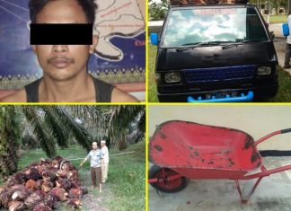 Mapolsek Kepenuhan Amankan Pelaku Sebagai Dalang Pencurian Buah Sawit Foto pelaku (MK) serta barang bukti yang telah diamankan Polsek Kepenuhan