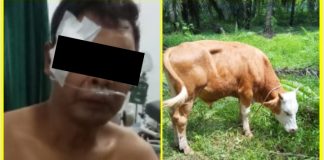 Idul Adha Semakin Dekat, 3 Pria Nekat Curi Sapi, Ketangkap Hingga Babak Belur Dihantam Warga