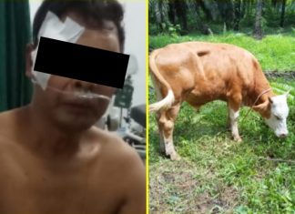 Idul Adha Semakin Dekat, 3 Pria Nekat Curi Sapi, Ketangkap Hingga Babak Belur Dihantam Warga