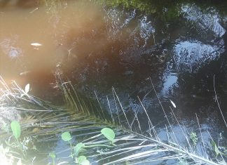 Sungai Muara Kuku Tercemari, DLH Rohul Belum Dapat Pastikan Itu Dari Kolam Ipal PKS Era Sawita Kondisi aliran Sungai Muara Kuku