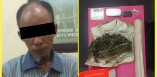 Sat Narkoba Polres Rohul Tangkap Pemilik Daun Ganja Kering di Sei Rokan