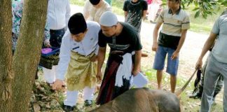 Idul Adha 1440 Hijriyah, Di Rohul Sembelih 2.498 Ekor Hewan Kurban Bupati Rohul, H Sukiman menghadiri penyembelihan Hewan kurban di belakang Islamic centre Rohul. Ahad (11/8/2019)
