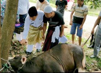 Idul Adha 1440 Hijriyah, Di Rohul Sembelih 2.498 Ekor Hewan Kurban Bupati Rohul, H Sukiman menghadiri penyembelihan Hewan kurban di belakang Islamic centre Rohul. Ahad (11/8/2019)