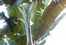 Heboh, Warga Muara Musu Digegerkan Uniknya Buah Pisang Berbuah Heboh, Warga Muara Musu Digegerkan Uniknya Buah Pisang Berbuah