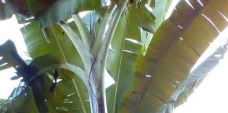 Heboh, Warga Muara Musu Digegerkan Uniknya Buah Pisang Berbuah Heboh, Warga Muara Musu Digegerkan Uniknya Buah Pisang Berbuah
