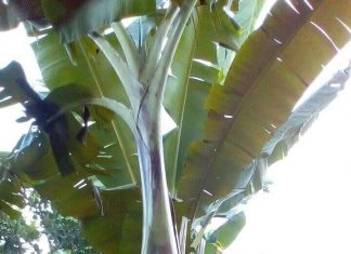 Heboh, Warga Muara Musu Digegerkan Uniknya Buah Pisang Berbuah Heboh, Warga Muara Musu Digegerkan Uniknya Buah Pisang Berbuah