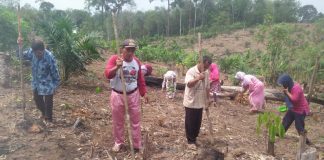 Kembangkan Kearifan Lokal, Desa Sialang Jaya Menugal Bersama Kades Sialang Jaya, Yuherman Daulay sedang menugal bersama masyarakat