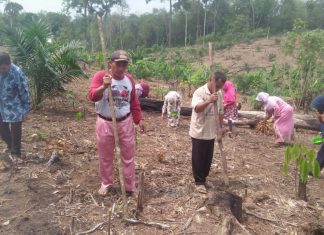 Kembangkan Kearifan Lokal, Desa Sialang Jaya Menugal Bersama Kades Sialang Jaya, Yuherman Daulay sedang menugal bersama masyarakat