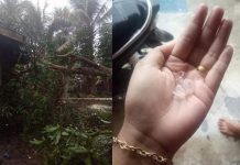 12 Rumah Rusak Akibat Putting Beliung Disertai Hujan Es, Sekda Rohul Serah Bantuan Foto pohon tumbang yang menimpa rumah warga dan foto hujan es yang sempat di tampung warga
