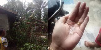 12 Rumah Rusak Akibat Putting Beliung Disertai Hujan Es, Sekda Rohul Serah Bantuan Foto pohon tumbang yang menimpa rumah warga dan foto hujan es yang sempat di tampung warga