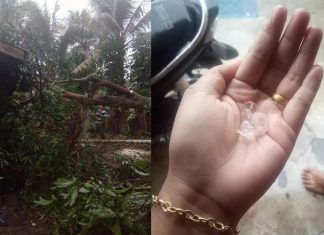 12 Rumah Rusak Akibat Putting Beliung Disertai Hujan Es, Sekda Rohul Serah Bantuan Foto pohon tumbang yang menimpa rumah warga dan foto hujan es yang sempat di tampung warga