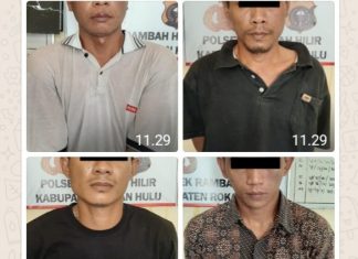 Polsek Rambah Hilir Gagalkan Pencurian Sapi, Empat Pria Bermobil Diamankan