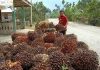 Kabar Gembira, Harga TBS Sawit Riau Terus Naik Hingga Akhir Tahun