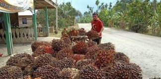 Kabar Gembira, Harga TBS Sawit Riau Terus Naik Hingga Akhir Tahun