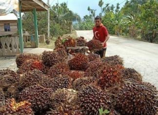 Kabar Gembira, Harga TBS Sawit Riau Terus Naik Hingga Akhir Tahun