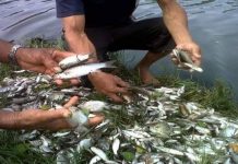 Sungai Batang Kumu Tercemar, Ratusan Ikan “Mabuk”