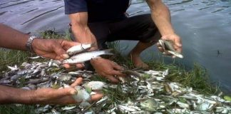 Sungai Batang Kumu Tercemar, Ratusan Ikan “Mabuk”