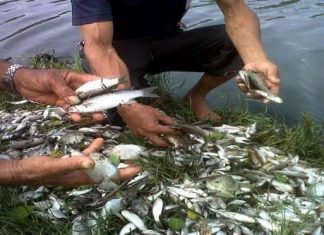 Sungai Batang Kumu Tercemar, Ratusan Ikan “Mabuk”