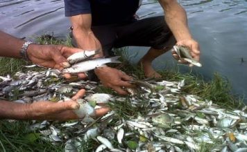 Sungai Batang Kumu Tercemar, Ratusan Ikan “Mabuk”