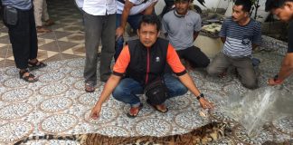 Ketika Sang Raja Hutan di Perjual Belikan, Dimana Letak Hatimu Manusia?