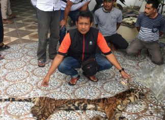 Ketika Sang Raja Hutan di Perjual Belikan, Dimana Letak Hatimu Manusia?