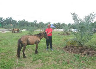 Sempat Dianggap Kades Gila, Basron Bangun Kebun Kurma dan Wisata Religi