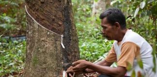 Pabrik Karet Tutup, Petani : BAGAIMANA NASIB KAMI?