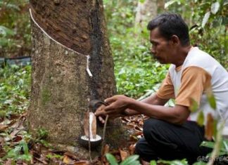 Pabrik Karet Tutup, Petani : BAGAIMANA NASIB KAMI?