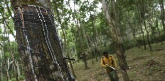 Harga Karet Merosot, Masyarakat Menjerit