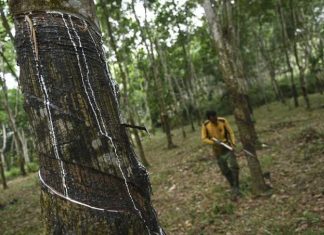 Harga Karet Merosot, Masyarakat Menjerit