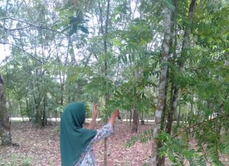 Mahasiswa UPP Meneliti Keanekaragaman Pohon di Hutan Kota Pasir Pengaraian