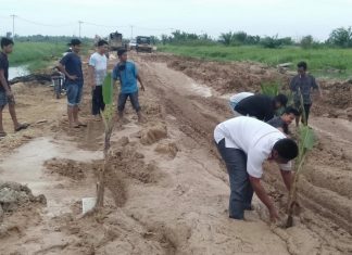 Kesal Jalan Tak Kunjung Diperbaiki, Warga Sontang Tanam Pisang dan Sawit