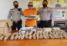 Miliki Ratusan Paket Daun Ganja, Pria di Kunto Darussalam Bermalam di Jeruji Besi