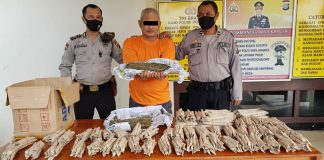 Miliki Ratusan Paket Daun Ganja, Pria di Kunto Darussalam Bermalam di Jeruji Besi
