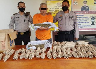 Miliki Ratusan Paket Daun Ganja, Pria di Kunto Darussalam Bermalam di Jeruji Besi