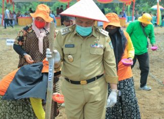 IKUT MENUNGGAL Tanam Jagung di Rawa Seribu, H Sukiman : Diharapkan Dapat Mewujudkan Ketahanan Pangan Masyarakat