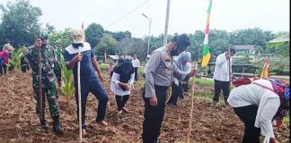 Jaga Stabilitas Pangan Ditengah Pandemi, TNI dan Polri di Kecamatan Rambah Tanam Jagung dan Tabur Bibit Ikan Nila