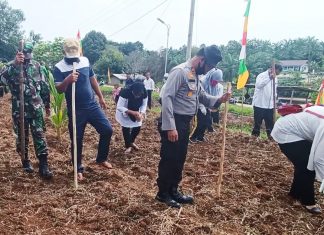 Jaga Stabilitas Pangan Ditengah Pandemi, TNI dan Polri di Kecamatan Rambah Tanam Jagung dan Tabur Bibit Ikan Nila