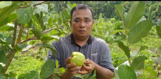 Mengenal Khairul Azhar, Mahasiswa UPP Sebagai Juragan Jambu Kristal dan Jengkol