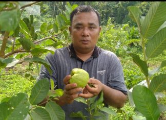 Mengenal Khairul Azhar, Mahasiswa UPP Sebagai Juragan Jambu Kristal dan Jengkol