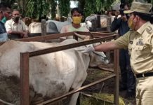 Menuju Hari Raya Idul Adha, Berikut Aturan Penyembelihan Hewan Kurban Ditengah Pandemi Covid-19