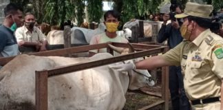 Pastikan Hewan Kurban Layak Konsumsi, Disnakbun Turunkan Dokter Hewan dan Petugas Pemeriksa Hewan Kurban