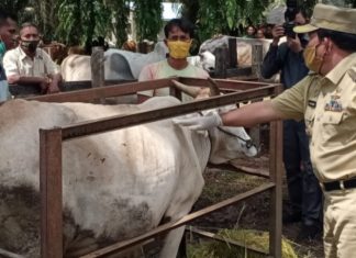 Pastikan Hewan Kurban Layak Konsumsi, Disnakbun Turunkan Dokter Hewan dan Petugas Pemeriksa Hewan Kurban