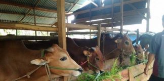 Pemkab Rohul Berkurban 71 Ekor Sapi
