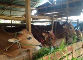Pemkab Rohul Berkurban 71 Ekor Sapi